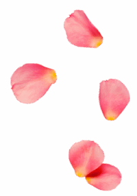 rose0petal2-256x367-1