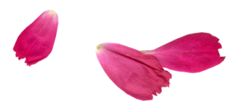 rose-petal-340x164-1