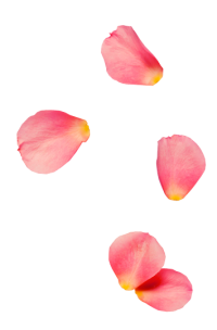 rose0petal2-200x304-1