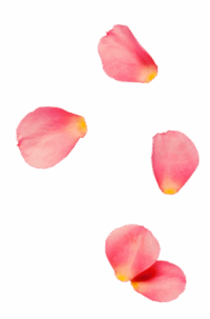 rose0petal2-200x304-1